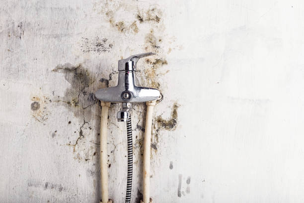 Best Home Mold Removal  in Port St John, FL