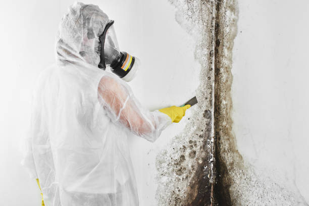 Best Home Mold Removal  in Port St John, FL