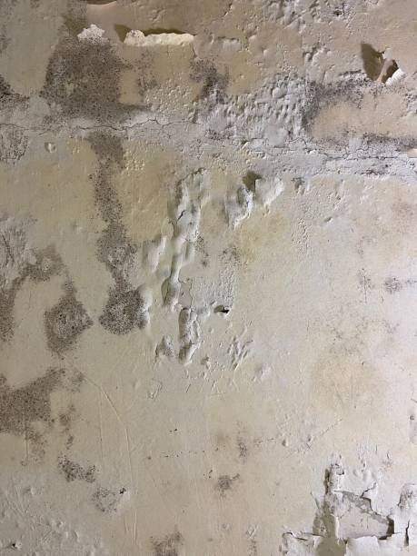 Best Professional Mold Removal  in Port St John, FL