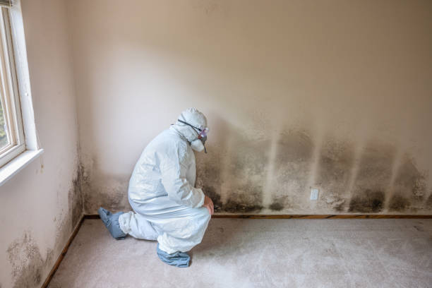 Best Attic Mold Removal  in Port St John, FL