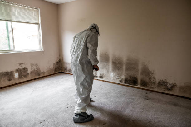 Best Commercial Mold Removal  in Port St John, FL